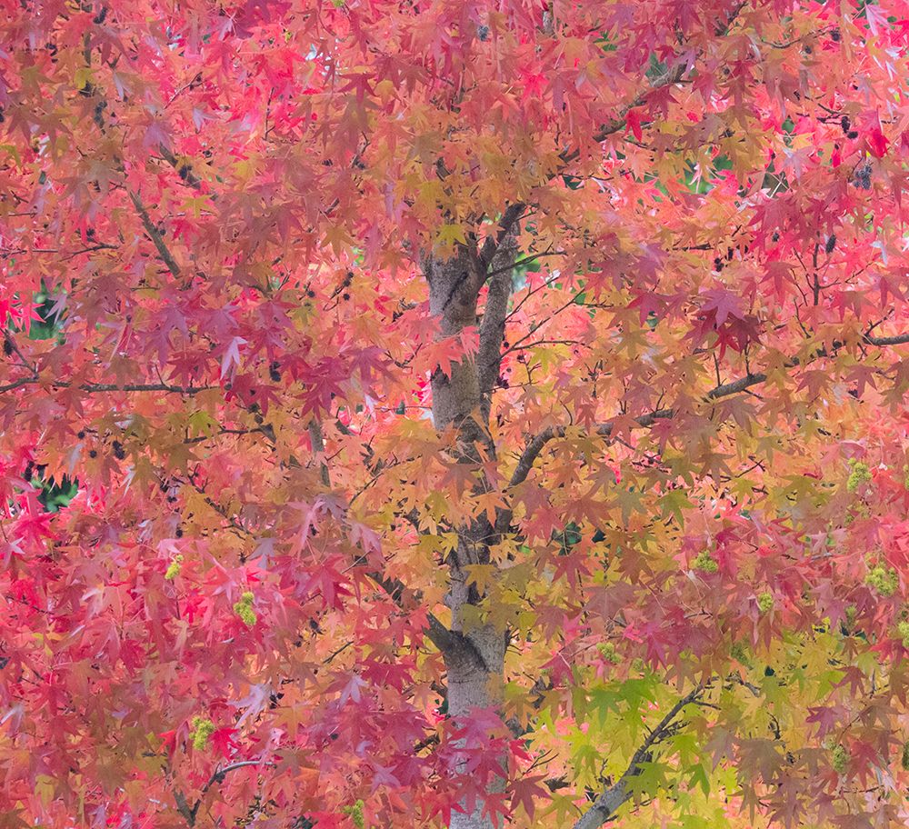 USA-Washington State-Issaquah with fall colored Maple trees along downtown roads